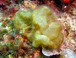 Colpomenia sinuosa2